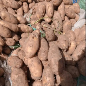 Sweet Potato