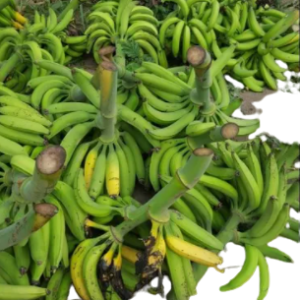 Plantain - Image 3