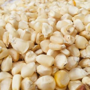 Dried New Maize Per Kg