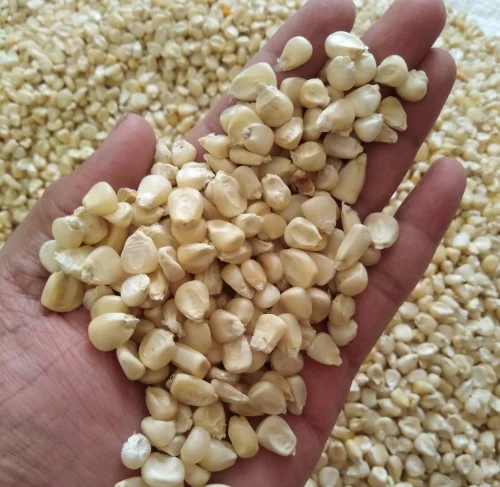 white-new-maize-dried