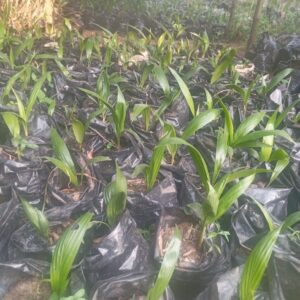 30+ Farm Seedlings for Farm & Garden