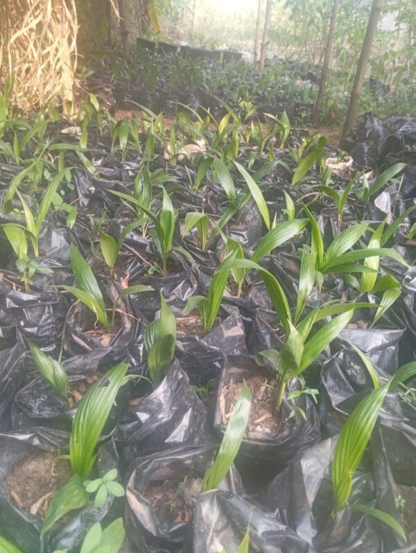 30+ Farm Seedlings for Farm & Garden