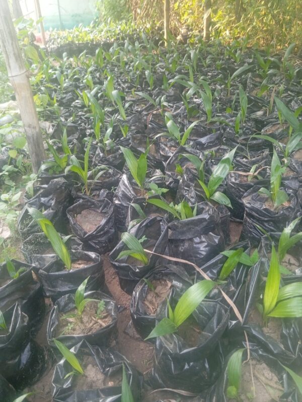 30+ Farm Seedlings for Farm & Garden