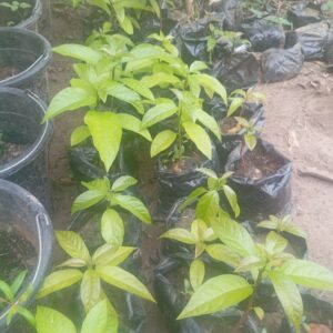 30+ Farm Seedlings for Farm & Garden