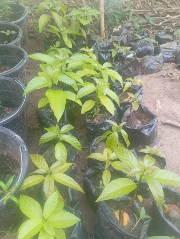 30+ Farm Seedlings for Farm & Garden