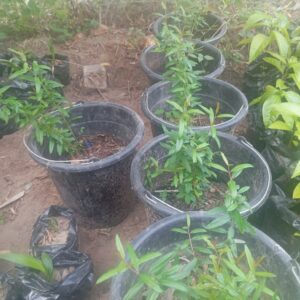 30+ Farm Seedlings for Farm & Garden