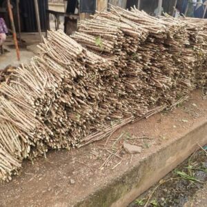Cassava 419 – 30 Sticks per Pack