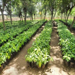 Cocoa Seedlings