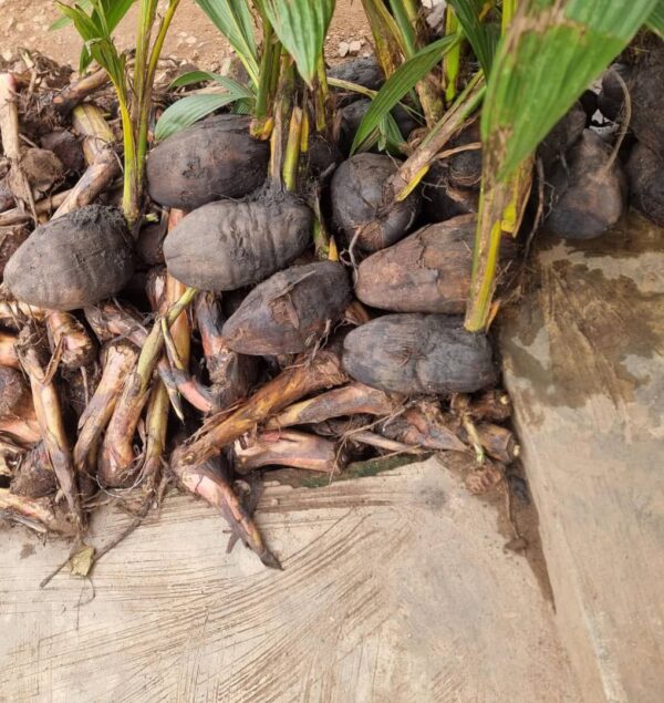 coconut-seeds Cococnut