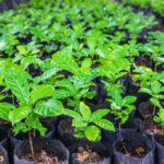 Coffee Seedlings