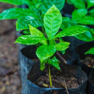 Coffee Seedlings