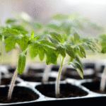 Tomato Seedlings