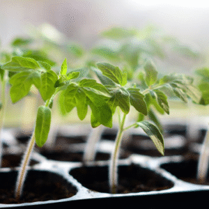 Tomato Seedlings