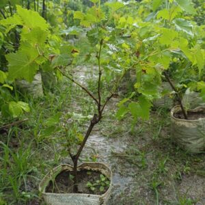 Grape Seedlings