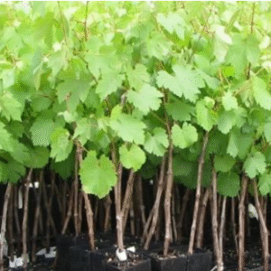 Grape Seedlings