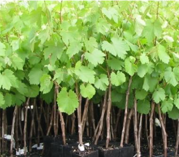 Grape Seedlings