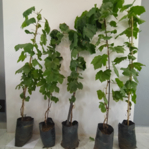 Grape Seedlings