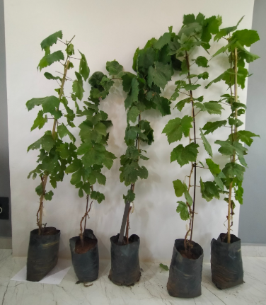 Grape Seedlings