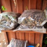 Obasanjo Cassava - 50 Sticks per Pack