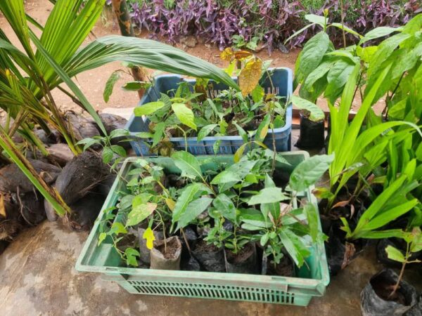 paw-paw-mango-seedlings