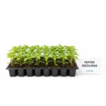 Pepper Seedlings