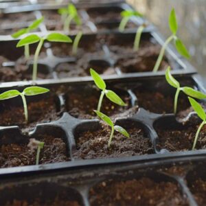 Pepper Seedlings