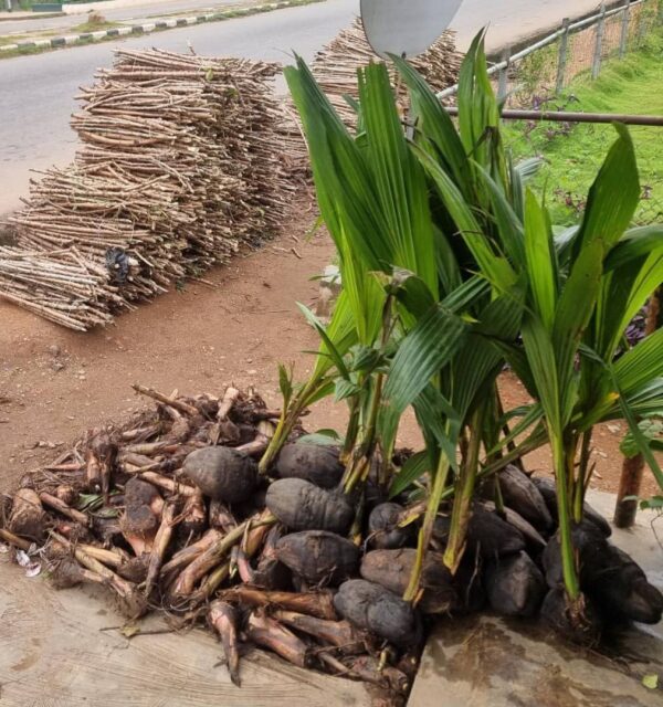 Plantain Seedlings