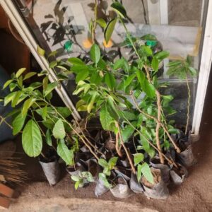 Sweet Orange Seedlings - Image 1