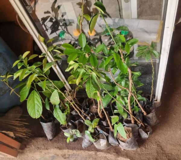 sweet-orange-seedlings (1)