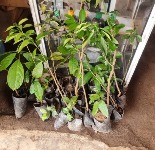 Sweet Orange Seedlings