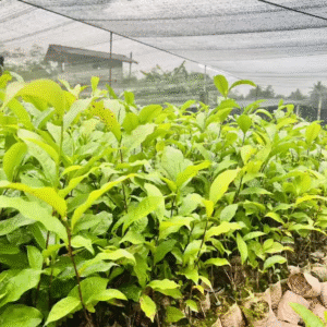 Tea Seedlings