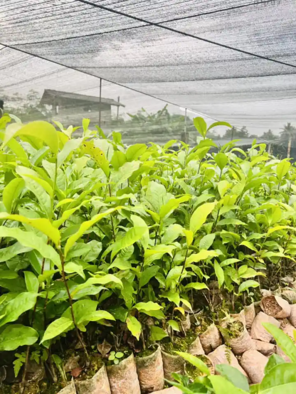 Tea Seedlings
