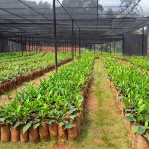 Tea Seedlings