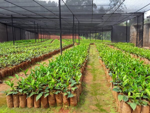 tea-seedlings Tea Seedlings