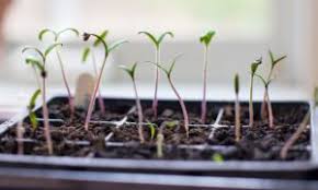 Tomato Seedlings
