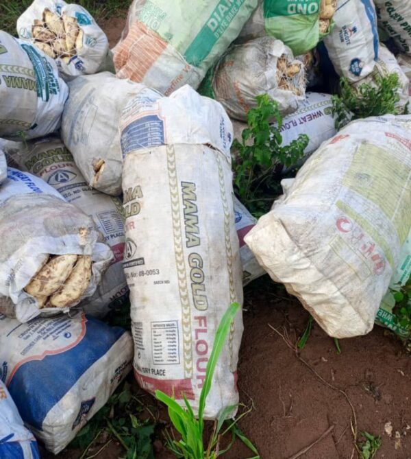 A Bag of Sweet Potatoes