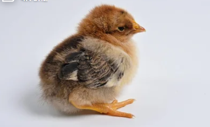 CHI ISA Brown Pullets (Day-Old Chicks)