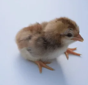 Zartech ISA Brown Pullets (Day-Old Chicks)