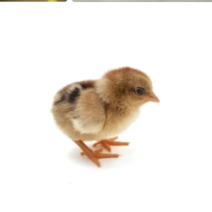 Zartech ISA Brown Pullets (Day-Old Chicks)