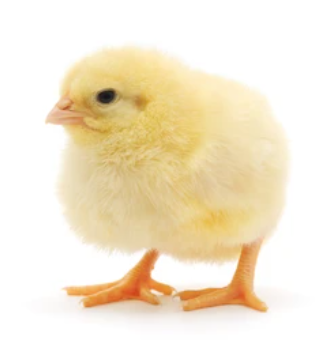 AGRITED Broilers: Ross 308 (Day-Old Chicks)