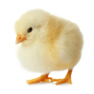 Amo Broilers: Arbor Acres Plus (Day-Old Chicks)