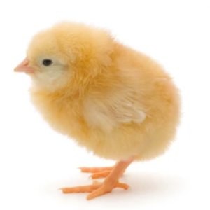 Amo Broilers: Arbor Acres Plus (Day-Old Chicks)