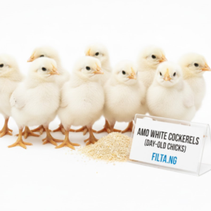 AMO White Cockerels (Day-Old Chicks)