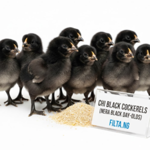 CHI Black Cockerels (Nera Black Day-Olds)