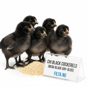 CHI Black Cockerels (Nera Black Day-Olds)