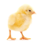 CHI Broilers: Arbor Acres Plus (Day-Old Chicks)