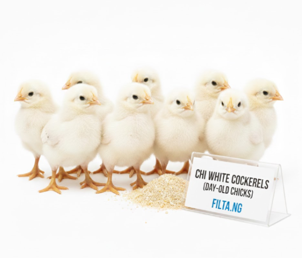 CHI White Cockerels (Day-Old Chicks)