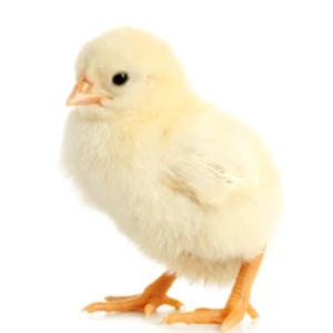 FIDAN Broilers: Arbor Acres Plus (Day-Old Chicks)