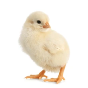 FIDAN Broilers: Arbor Acres Plus (Day-Old Chicks)