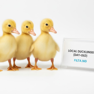 Local Ducklings (Day-Old)